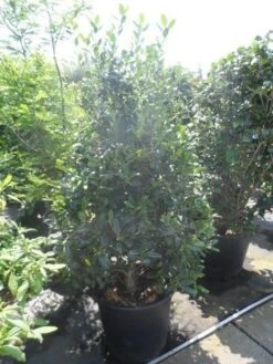Amerikaanse Hulst (Ilex 'Nellie R Stevens') -OL Planten Winkel ilex nellie r. stevens 150 175 1