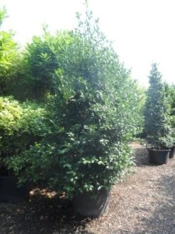 Amerikaanse Hulst (Ilex 'Nellie R Stevens') -OL Planten Winkel ilex nellie r. stevens 250 300 c160