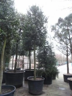 Hulst Als Boom (Ilex 'Nellie R. Stevens') -OL Planten Winkel ilex nellie stevens 1