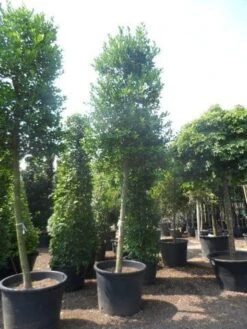 Hulst Als Boom (Ilex 'Nellie R. Stevens') -OL Planten Winkel ilex nellie stevens 25 30ho c350
