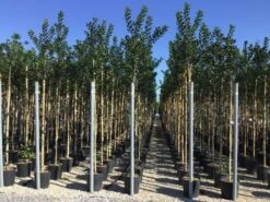 Hulst Als Boom (Ilex 'Nellie R. Stevens') -OL Planten Winkel ilex nellie stevens 6 8 1