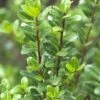 Japanse Hulst (Ilex Crenata 'Caroline Upright') -OL Planten Winkel ilexcrenata carolineuprightv01 1