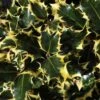 Hulst (Ilex Aquifolium 'Madame Briot') -OL Planten Winkel ilexmadamebriotv01 1