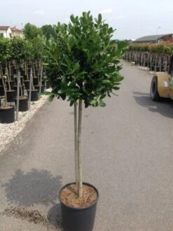 Hulst Op Stam (Ilex 'Nellie R Stevens') -OL Planten Winkel ilexrstevens01