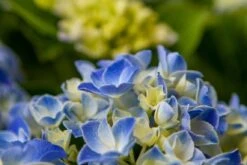 Hortensia Blue Ballad (Hydrangea 'Music Collection') -OL Planten Winkel img 1365
