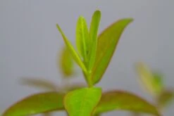 Hertshooi (Hypericum 'Hidcote') 17 Hertshooi (Hypericum 'Hidcote') -OL Planten Winkel img 1418