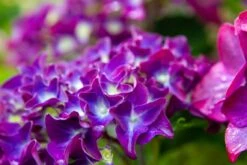 Hortensia Paars (Hydrangea 'Forever&Ever') -OL Planten Winkel img 1426