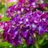 Hortensia Paars (Hydrangea 'Forever&Ever') -OL Planten Winkel img 1427 1