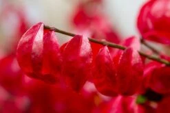 Kardinaalshoed (Euonymus Alatus 'Compactus') 16 Kardinaalshoed (Euonymus Alatus 'Compactus') -OL Planten Winkel img 1486