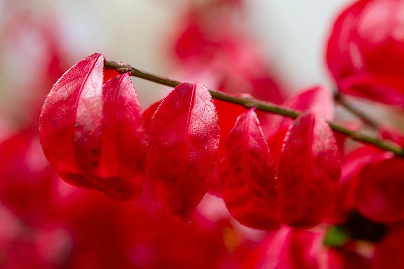 Kardinaalshoed (Euonymus Alatus 'Compactus') 6 Kardinaalshoed (Euonymus Alatus 'Compactus') - Afbeelding 4