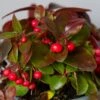 Bergthee / Patrijzenbes (Gaultheria Procumbens) -OL Planten Winkel img 1490 1