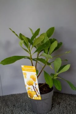 Papierstruik (Edgeworthia Chrysantha) -OL Planten Winkel img 1530