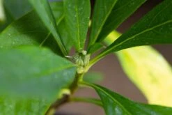 Papierstruik (Edgeworthia Chrysantha) -OL Planten Winkel img 1531