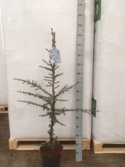 Atlasceder (Cedrus Libani 'Glauca') 19 Atlasceder (Cedrus Libani 'Glauca') -OL Planten Winkel img 1752 002