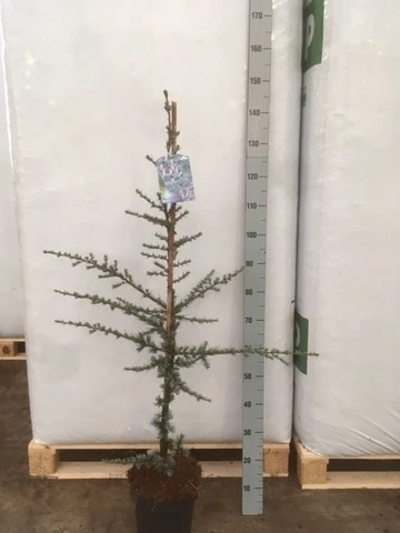 Atlasceder (Cedrus Libani 'Glauca') 10 Atlasceder (Cedrus Libani 'Glauca') - Afbeelding 8