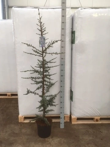 Atlasceder (Cedrus Libani 'Glauca') 11 Atlasceder (Cedrus Libani 'Glauca') - Afbeelding 9