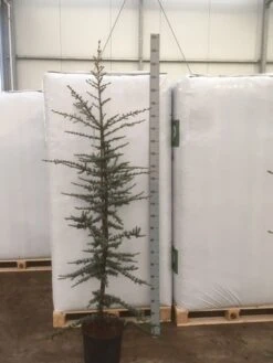 Atlasceder (Cedrus Libani 'Glauca') 18 Atlasceder (Cedrus Libani 'Glauca') -OL Planten Winkel img 1754