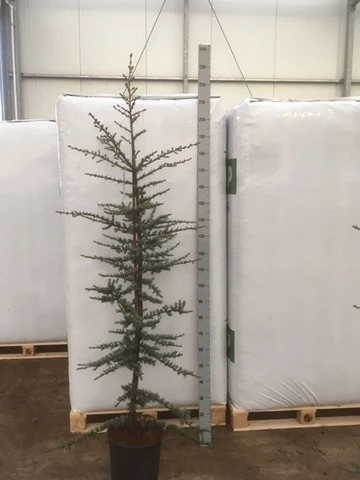 Atlasceder (Cedrus Libani 'Glauca') 9 Atlasceder (Cedrus Libani 'Glauca') - Afbeelding 7