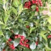 Hulst (Ilex Meserveae 'Heckenfee') -OL Planten Winkel img 2647 1 2