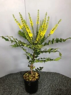 Mahoniestruik (Mahonia Media 'Winter Sun') -OL Planten Winkel img 2655 1 1