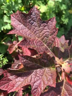 Eikenbladhortensia (Hydrangea Quercifolia 'Ruby Slippers') -OL Planten Winkel img 2989 1