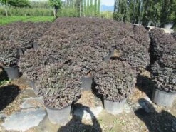 Loropetalum Als Bolvorm (Loropetalum 'Fire Dance') -OL Planten Winkel img 4054