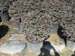 Loropetalum Als Bolvorm (Loropetalum 'Fire Dance') -OL Planten Winkel img 4055