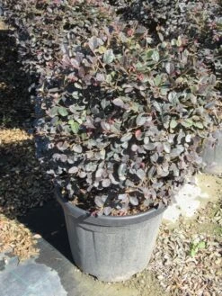 Loropetalum Als Bolvorm (Loropetalum 'Fire Dance') -OL Planten Winkel img 4056