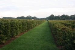 Bestsellers -OL Planten Winkel img 4450 1