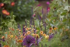 Borderpakket Groen, Paars En Oranje