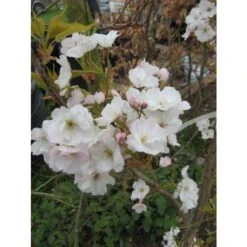 Japanse Sierkers Als Struik (Prunus Serrulata 'Amanogawa') -OL Planten Winkel japanse sierkers als zuilboom prunus serrulata amanogawa 677 7cc