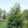 Jeneverbes (Juniperus Communis 'Hibernica') -OL Planten Winkel juchiber 7