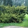 Jeneverbes (Juniperus Chinensis 'Plumosa Aurea') -OL Planten Winkel jucpaure 1 1