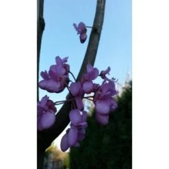 Judasboom Als Struik (Cercis Siliquastrum) -OL Planten Winkel judasboom cercis siliquastrum 153 8b9 1