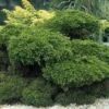 Jeneverbes (Juniperus Media 'Mint Julep') 2 Jeneverbes (Juniperus Media 'Mint Julep') -OL Planten Winkel jummjule 7