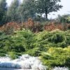 Jeneverbes (Juniperus Media 'Pfitzeriana Aurea') -OL Planten Winkel jumpaure 4 1