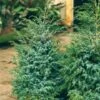Jeneverbes (Juniperus Chinensis 'Blue Alps') -OL Planten Winkel juniperus chinensis blue alps