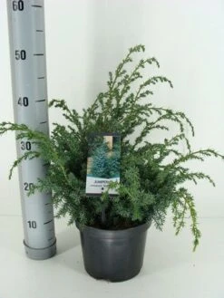 Jeneverbes (Juniperus Chinensis 'Blue Alps') -OL Planten Winkel juniperus chinensis blue alps c3 m