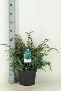 Jeneverbes (Juniperus Chinensis 'Blue Alps') -OL Planten Winkel juniperus chinensis blue alps c5 m