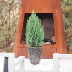 Jeneverbes (Juniperus Chinensis 'Stricta') -OL Planten Winkel juniperus chinensis stricta