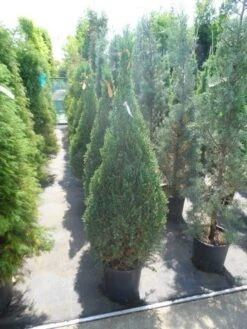Jeneverbes (Juniperus Chinensis 'Stricta') -OL Planten Winkel juniperus chinensis stricta 100 125 150
