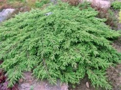 Jeneverbes (Juniperus Communis 'Green Carpet') -OL Planten Winkel juniperus communis green carpet 1