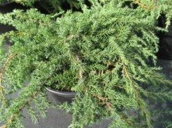 Jeneverbes (Juniperus Communis 'Green Carpet') -OL Planten Winkel juniperus communis green carpet 1