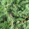 Jeneverbes (Juniperus Communis 'Green Carpet') -OL Planten Winkel juniperus communis green carpet 2 1