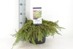 Jeneverbes (Juniperus Communis 'Green Carpet') -OL Planten Winkel juniperus communis green carpet c5 m 1 1