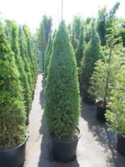 Jeneverbes (Juniperus Communis 'Hibernica') -OL Planten Winkel juniperus communis hibernica 150 175 1
