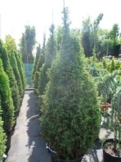 Jeneverbes (Juniperus Communis 'Hibernica') -OL Planten Winkel juniperus communis hibernica 175 200