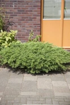 Kustjeneverbes (Juniperus Conferta 'Schlager' (Blue Pacific)) -OL Planten Winkel juniperus conferta schlager 1