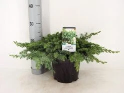 Kustjeneverbes (Juniperus Conferta 'Schlager' (Blue Pacific)) -OL Planten Winkel juniperus conferta schlager c3 m 1