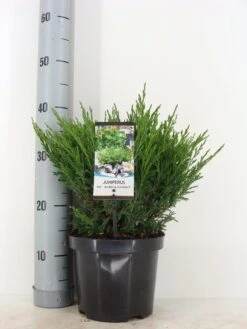 Jeneverbes (Juniperus Horizontalis 'Andorra Compact')